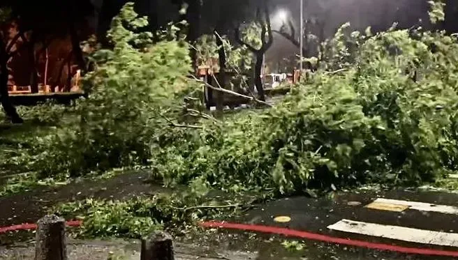 海葵颱風/高雄沿海滯留風強雨驟　新興區路樹倒一排廣告帆布吹落