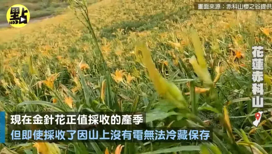 海葵颱風/風雨無情！花蓮農損2800萬　金針農苦喊「非常慘」