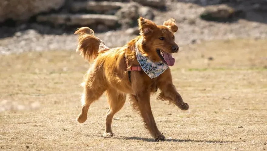 法官也心疼！單親女擁6證照遭家犬亂竄摔車亡　飼主判10月