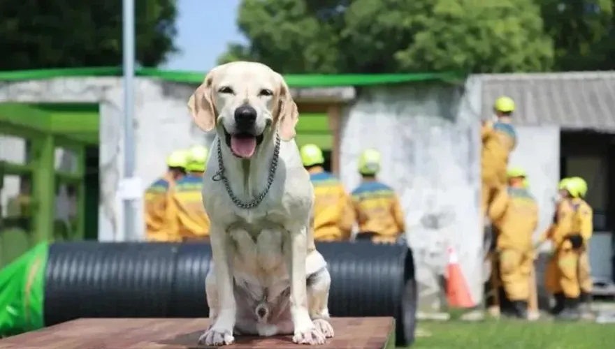 昔支援花蓮震災！9歲搜救犬「鐵雄」光榮退役　開放申請領養