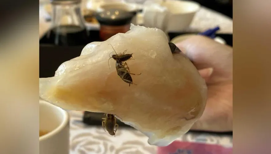 他吃港式飲茶「蝦餃黏3隻蟑螂」！副理嗆：打折了還想怎樣　網：不是第一次