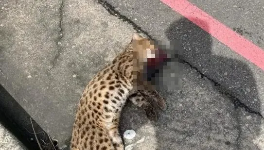 台中高鐵旁石虎遭路殺！　保育員見吐血遺體超心痛