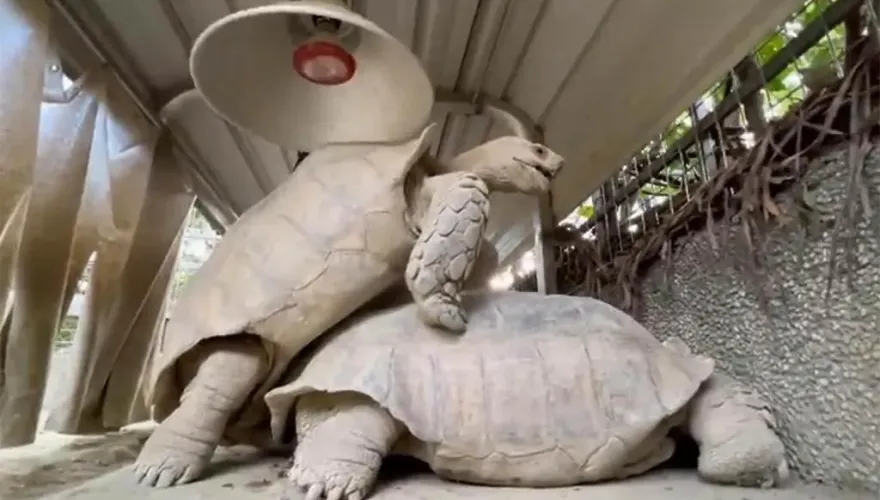 影/「龜剛欸」活春宮直擊！壽山動物園蘇卡達叫聲太害羞、撞到燈罩都變形