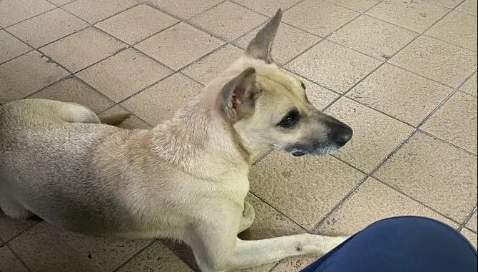 警犬咬傷高官慘了！分局長下令「牠0800消失」　基層怒：這就是官啊