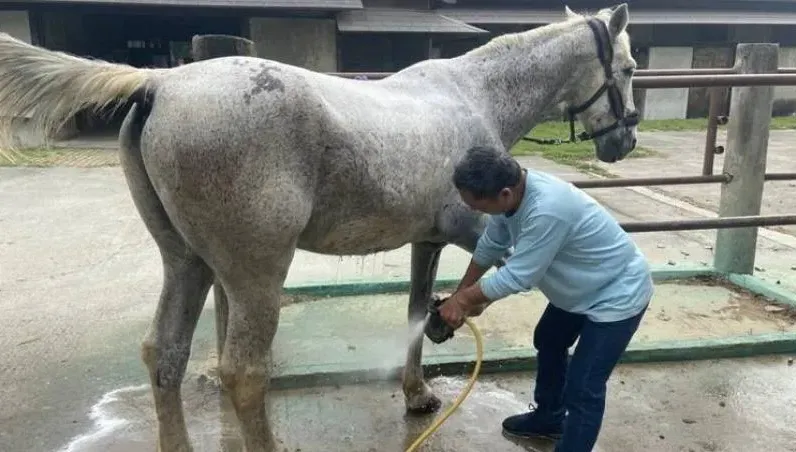 太驚人！台中觀光勝地后里馬場傳虐馬　「26匹死9隻」全因營養不良