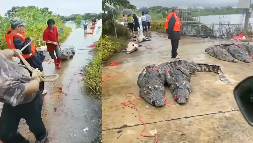 影/緝拿「鱷」勢力！淹水致養殖場逾70隻鱷魚出逃　官方急籲：不要出門