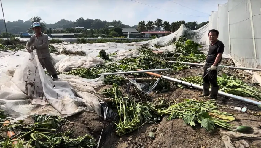 影/嘉義豬雞屍山一座座、木瓜樹全倒！慘狀曝　豪雨農損3000萬