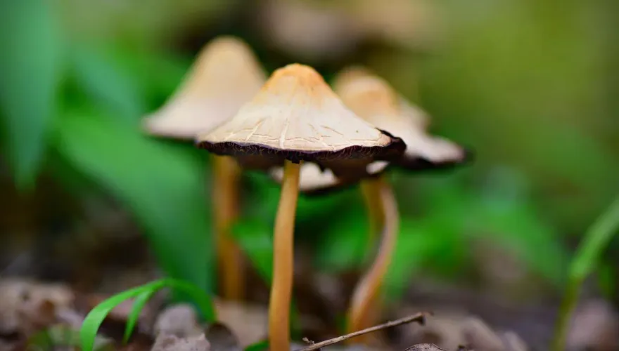 外觀一樣「傻傻分不清」！食藥署警路邊野菇別亂吃「加熱也沒用」