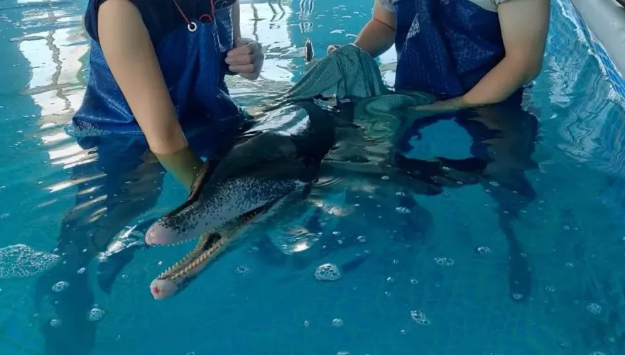 八里擱淺糙齒海豚才辦取名！今早傳死訊　胃纏釣魚線仍敗血症不治