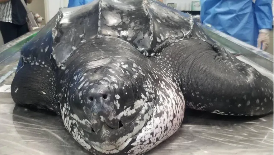 影/恆春擱淺革龜死因曝光！腸道取出425cm魚線　證實活活遭到餓死
