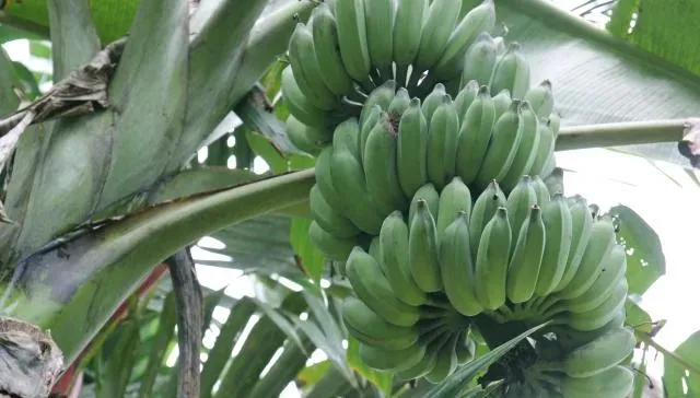 香蕉不是長在樹上？農糧署曝：香蕉枝幹其實是「假莖」多用來編織