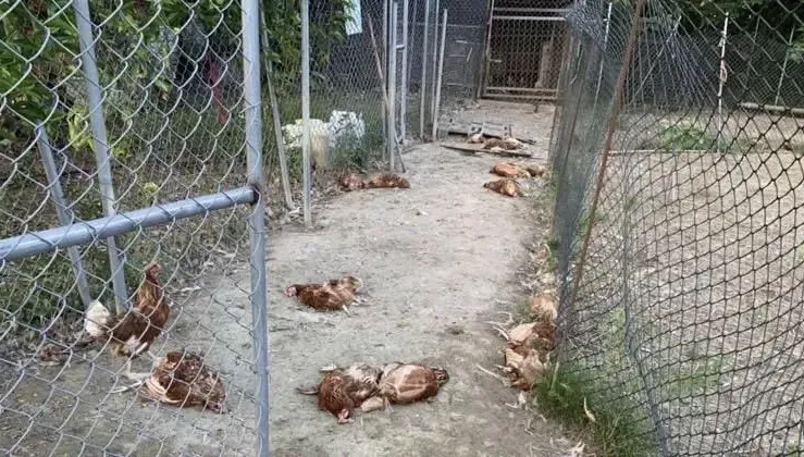 苗栗土雞蛋場遭8隻遊蕩犬入...160隻雞慘死　場主心痛：慘不忍睹