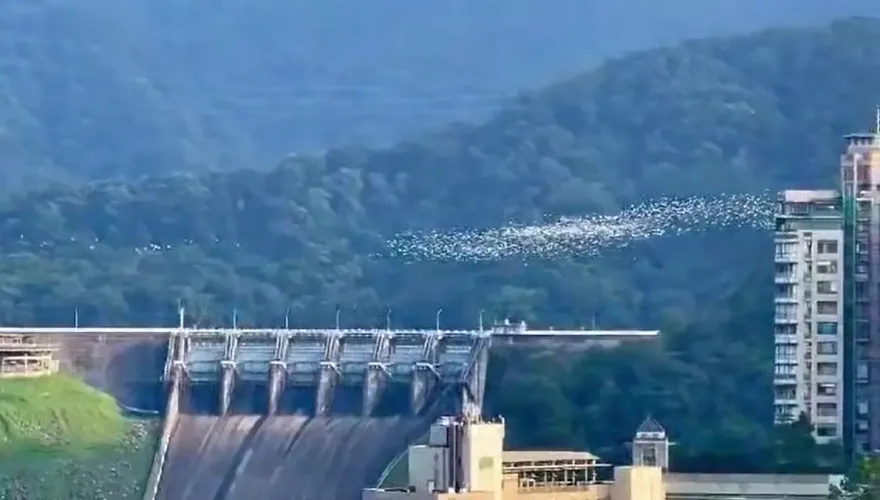 影/罕見奇景！石門水庫萬鳥遷徙如「白龍盤旋山谷」　還會變換隊形