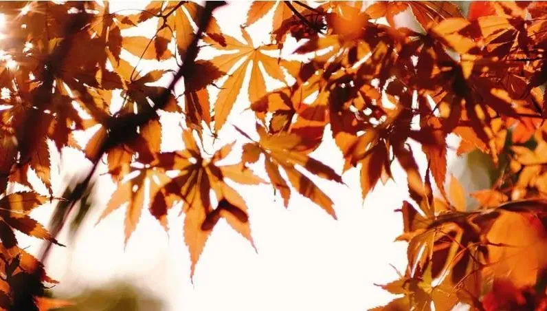 秋分開運小妙招！名字帶「這字」有偏財運　彩券中獎機率暴增