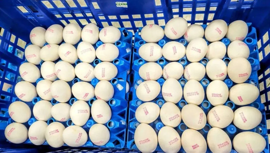 駁進口量失控！農業部：進口蛋大量過期是「進口資訊掌握不夠精準」