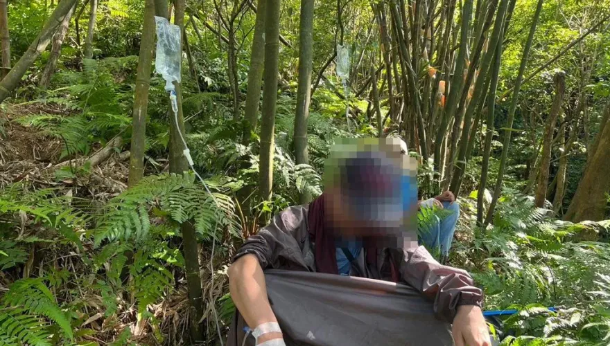 新北瑞芳11名登山客遭虎頭蜂螯傷　動保處授4招自保守則