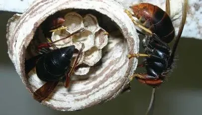 被螫到「全身發黑」！瑞芳虎頭蜂攻擊2死　醫揭致命關鍵呼吸道全堵住了