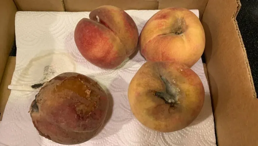 快訊/好市多又出包！水蜜桃打開驚「4顆都發霉」網友：這款很多人爆雷了!