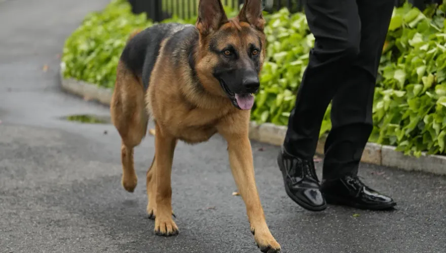 拜登愛犬「指揮官」再傳咬傷特勤人員　已是第11次「犯案」
