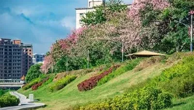 中秋連假好去處！三峽百株美人樹粉嫩綻放　浪漫花雨宛若仙境