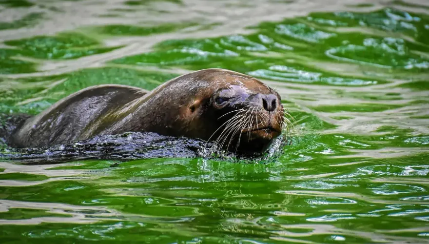 影/紐約世紀暴雨大淹水　動物園水池暴漲海獅「短暫逃脫」