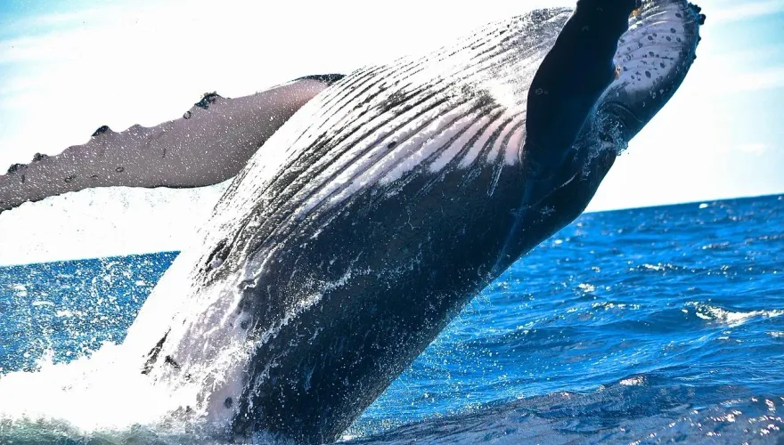 影/2男划船出海疑遭鯨魚撞翻　釀1死1傷