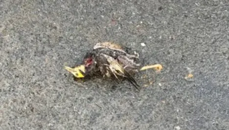 影/砰！家八哥飛觸電纜成「鳥仔巴」　害苗栗頭份439戶停電半小時