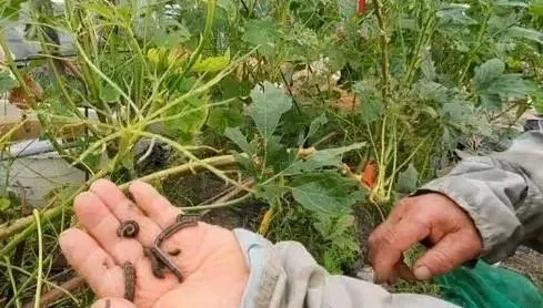 宜蘭爆蟲蟲危機！旋流路作物爬滿「甜菜夜蛾幼蟲」　農民心血一夕全啃光