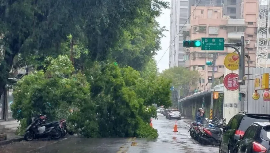 小犬颱風/強風釀北市災情！松山驚見路樹攔腰折斷　警急協助移除