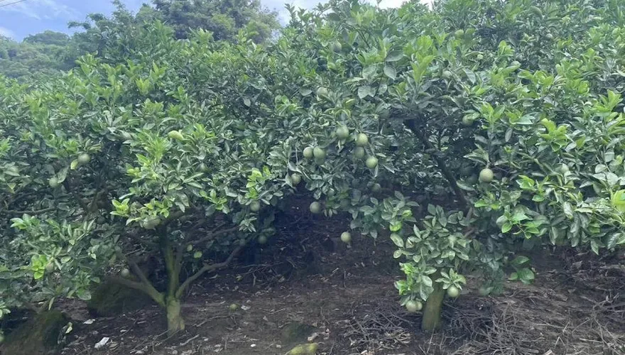 小犬颱風/風雨逼近　台南農作物進入發育期需加強戒備