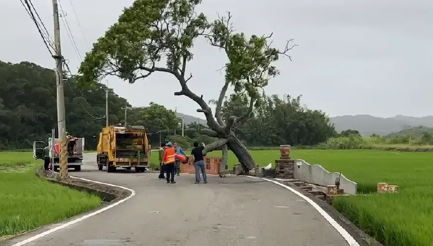 小犬颱風/撐不住了！「苗栗金城武樹」慘遭「瘋狗」撲倒　鄉民緊急搶救保命