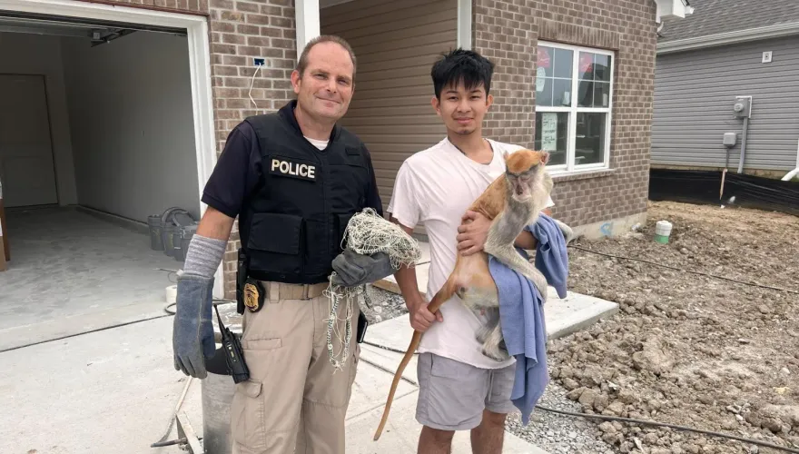 影/寵物猴逃脫還偷啤酒喝大鬧社區　警方出動「捉猴」