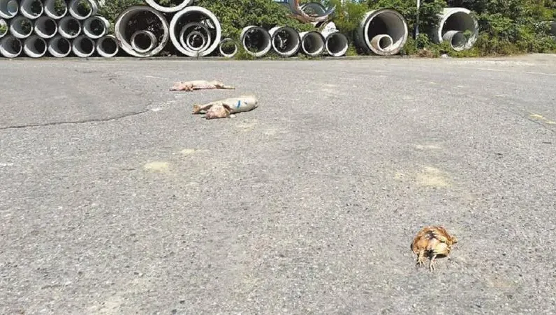 屍體哪來的？銅鑼驚見死豬雞躺路邊！地方憂：化製廠運作類似情況會常出現