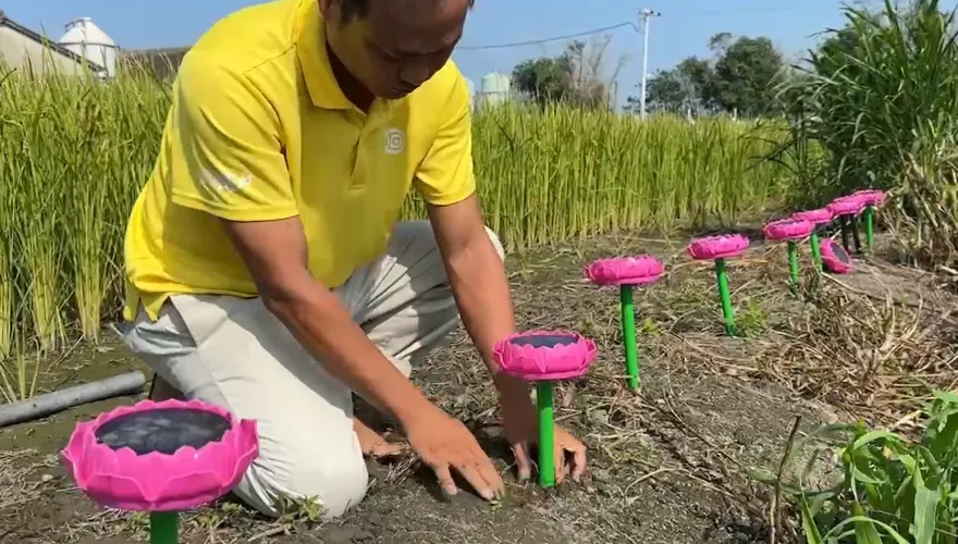 影/佛經驅鳥新招！雲林稻農突發奇想　念佛機「渡化」…麻雀很有感