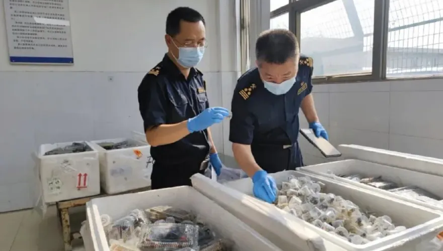 廣州海關查獲違法外來物種「惡魔蟹」　數量多達「5380隻」