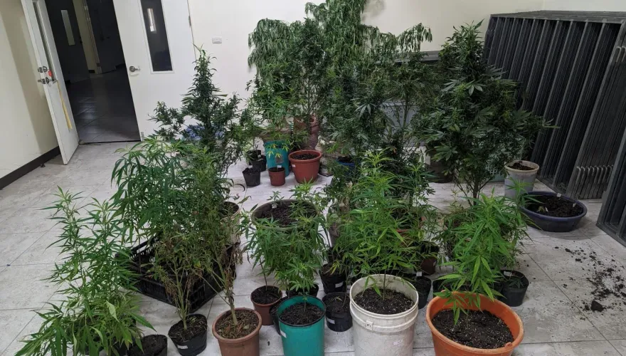 影/從泰國一路種到台灣！工寮、豪宅被改造成大麻「專業溫室」　2人被逮