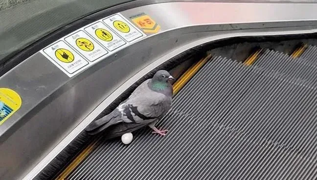 挫勒蛋！電扶梯驚見「鴿子下蛋」　鳥媽媽回頭看一臉驚恐