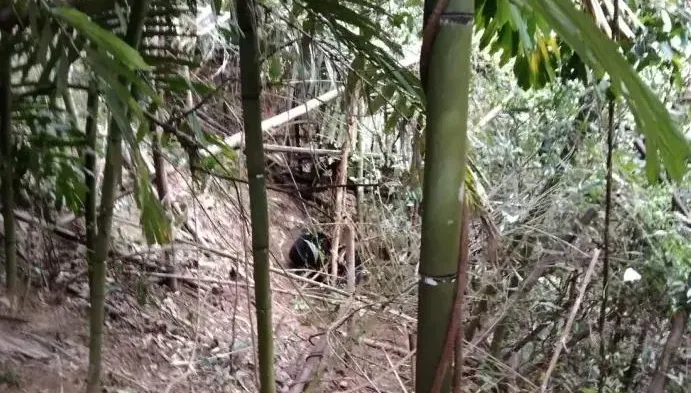 苗栗果園傳出「低吼」！驚見「超萌小黑熊」困陷阱　林業署動員搶救幼崽