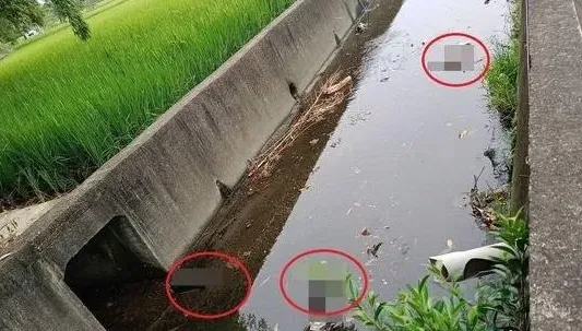 心如刀割！大里大排驚見「9命貓屍」　「腹部腫脹」疑遭下毒