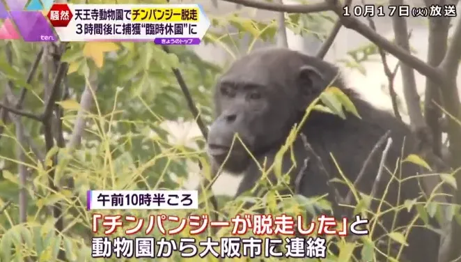 影/大阪動物園驚傳黑猩猩逃脫　獸醫遭咬臉受傷園方緊急疏散遊客