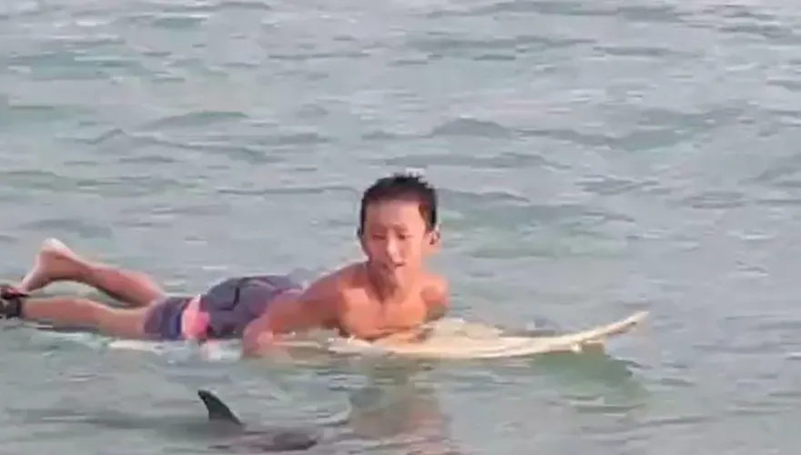 影/墾丁南灣「驚見海豚」！熱情和泳客共舞　疑為脫隊小朋友