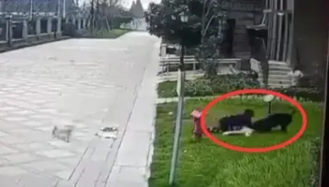 2歲女童遭羅威那犬咬傷！各地加大管制「狗嘴套」銷量激增　多間店鋪賣到斷貨