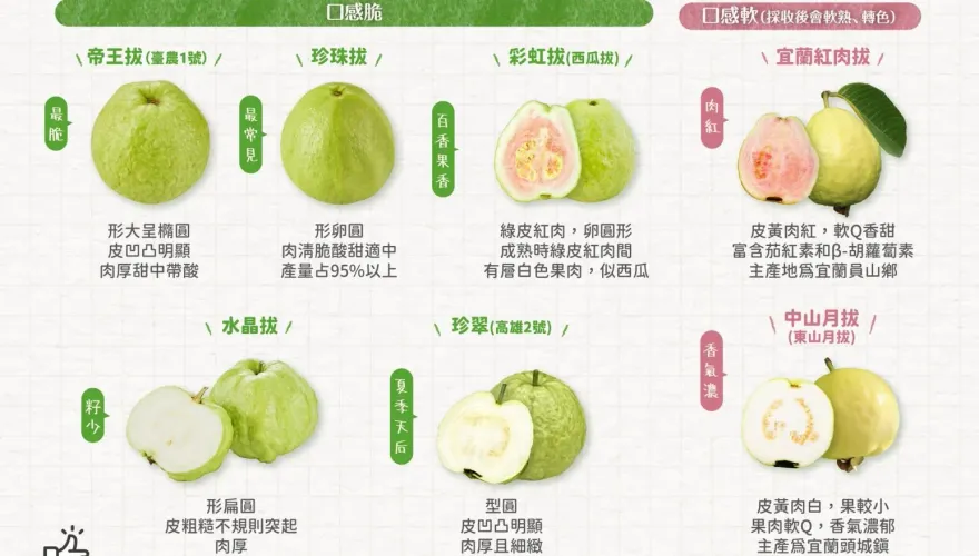 帝王拔口感最脆又甜！一張圖分辨台灣芭樂7品種