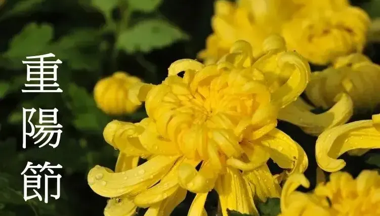 就是今天！重陽節4生肖「沖煞」　屬猴不要去海邊