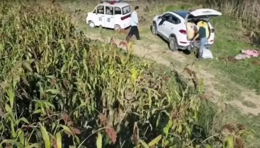 影/扯！執法人員開巡邏車帶人偷高粱　無人機拍下過程…官方辯稱阻掐穗被打臉