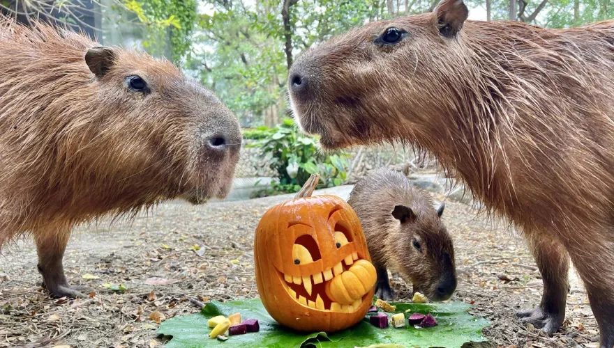 影/週末「動物變裝派對」變裝就能免費入場　壽山動物園親子DIY