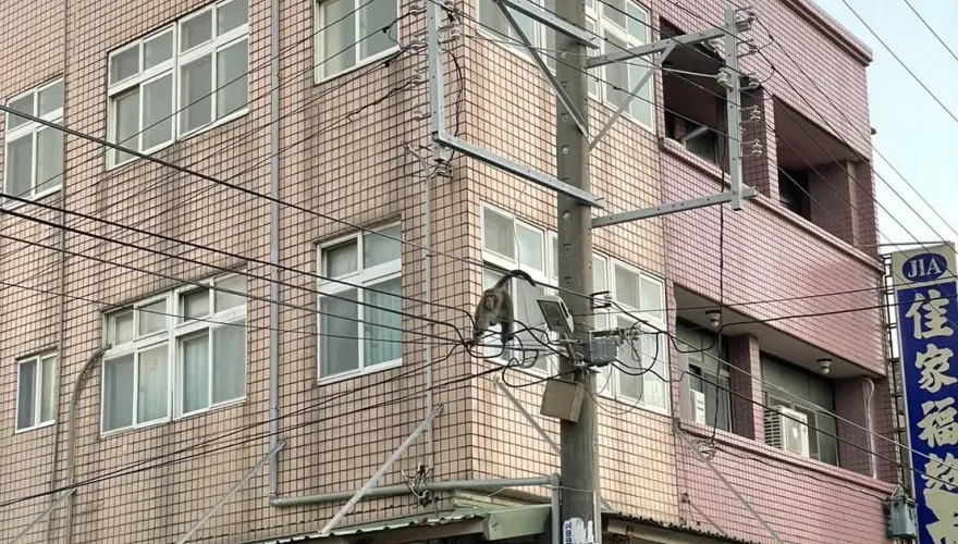影/誰啃了雞？彰化畜禽斷肢殘翅「疑猴下手」　案情逆轉！兇手狗腳印現身