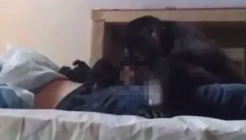 太可怕！睡覺沒關窗遭猴子「瘋狂吸吮」　拍攝者竟然不救