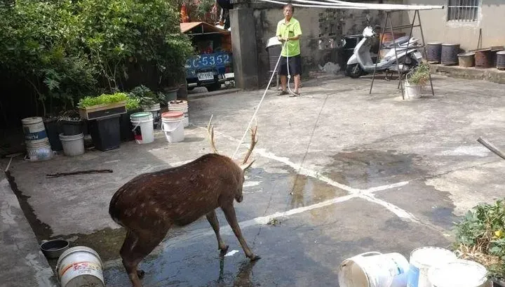 台中驚見梅花鹿闖民宅！通報動保卻被「當場賜死」　網友生氣了