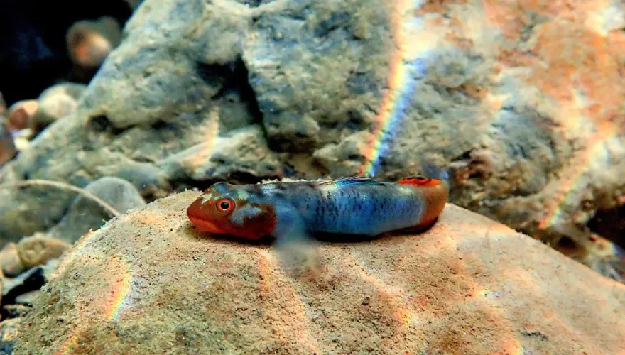 保育類名單新增14種淡水魚　今年12/31前未登記「最重罰5萬」